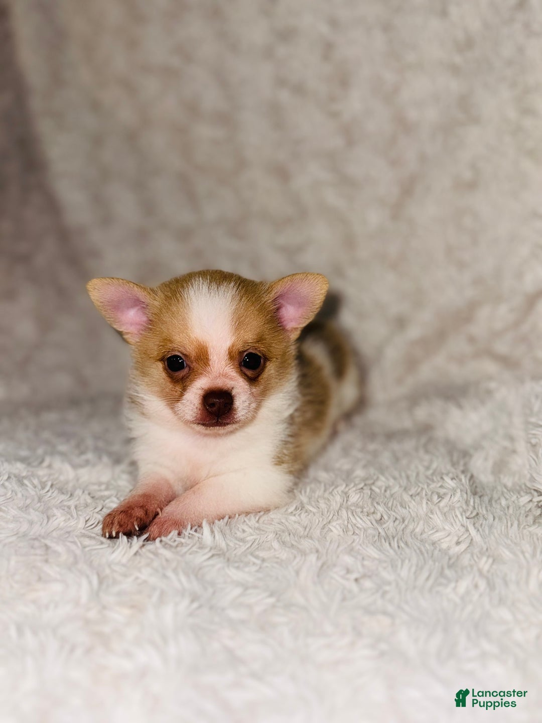 Pomchi dogs for sale: Cherry - Image 1
