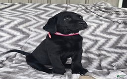 Labrador Retriever dogs for sale: Chelsea - Image 9