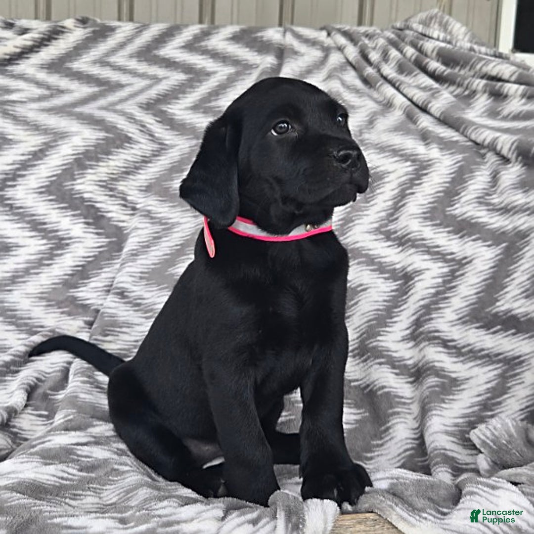 Labrador Retriever dogs for sale: Chelsea - Image 9