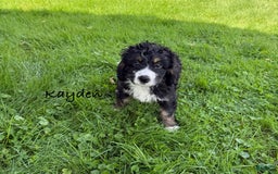 Bernedoodle dogs for sale: Kayden - Image 4