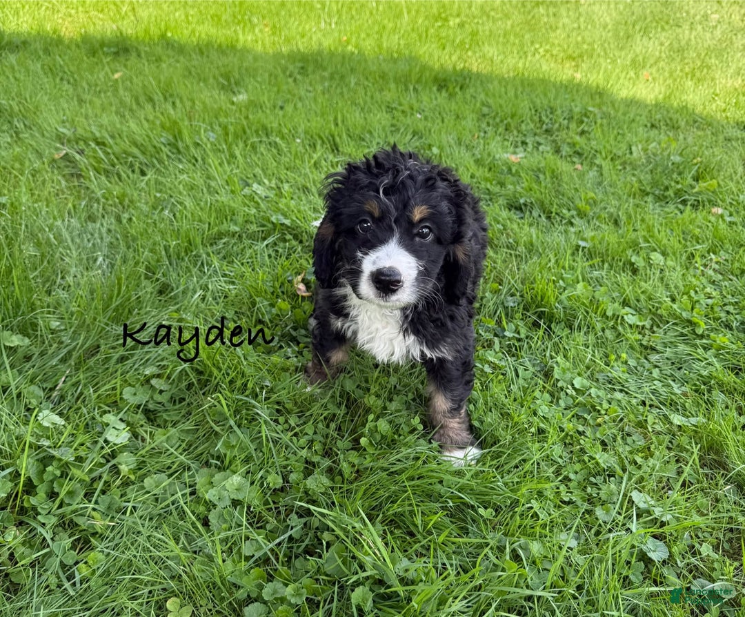 Bernedoodle dogs for sale: Kayden - Image 4