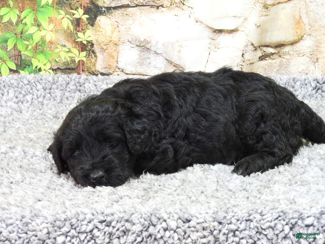 Portuguese Water Dog dogs for sale: Sunny - Image 5