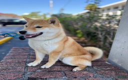 Shiba Inu dogs for sale: Zoro - Image 7