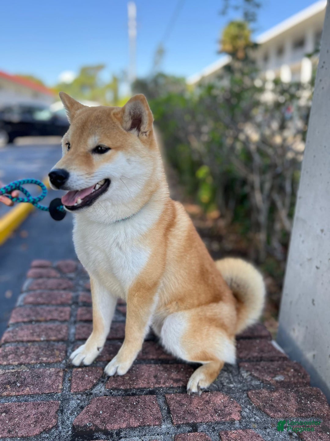 Shiba Inu dogs for sale: Zoro - Image 7