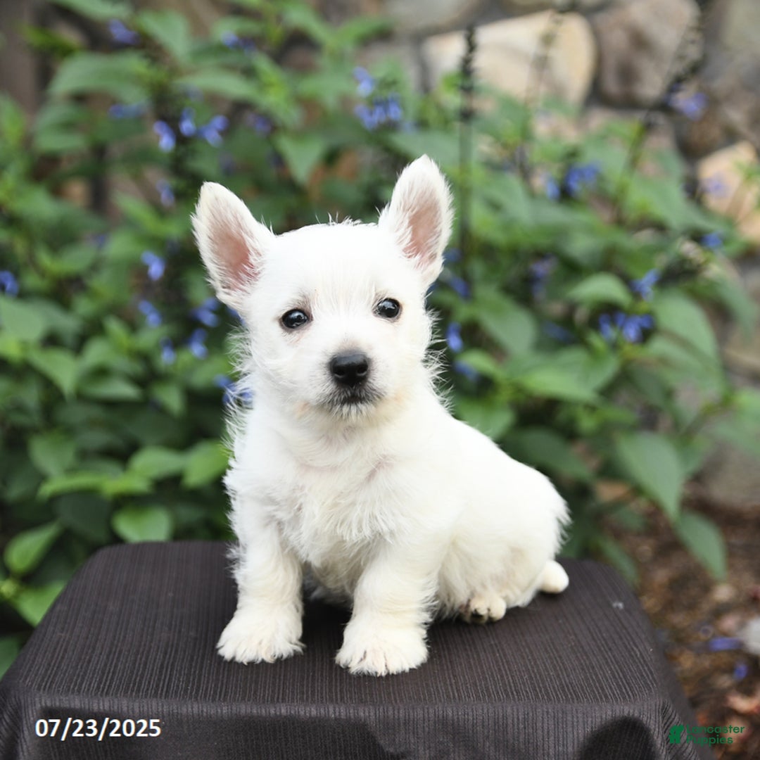 West Highland Terrier dogs for sale: Dylan - Image 2