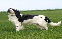 Saint Berdoodles dogs for sale: Buddy - Image 14