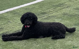 Standard Poodle dogs for sale: Georgie - Image 2