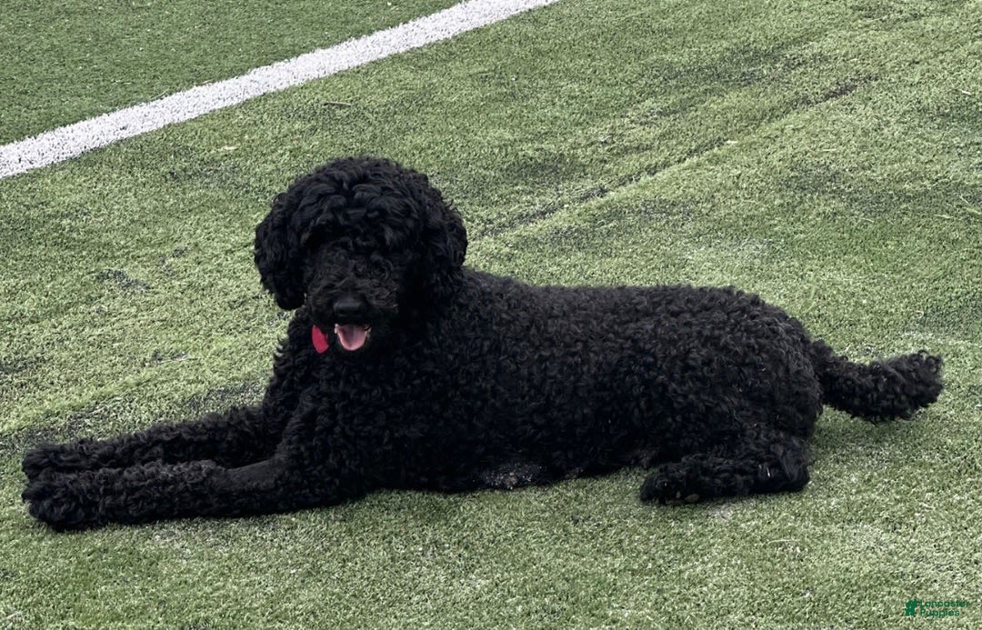 Standard Poodle dogs for sale: Georgie - Image 2