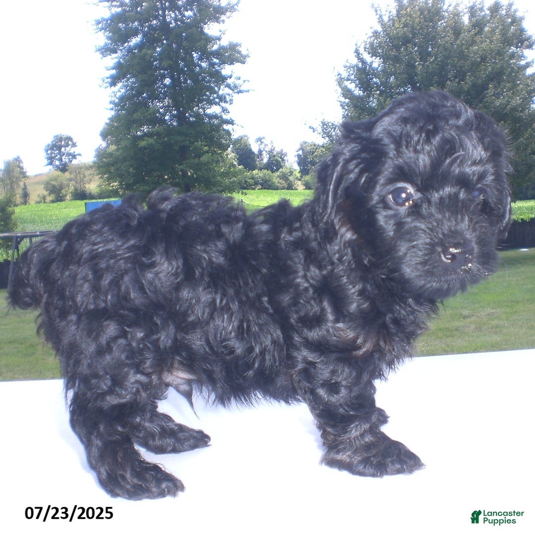 Yorkiepoo dogs for sale: Mack - Image 22
