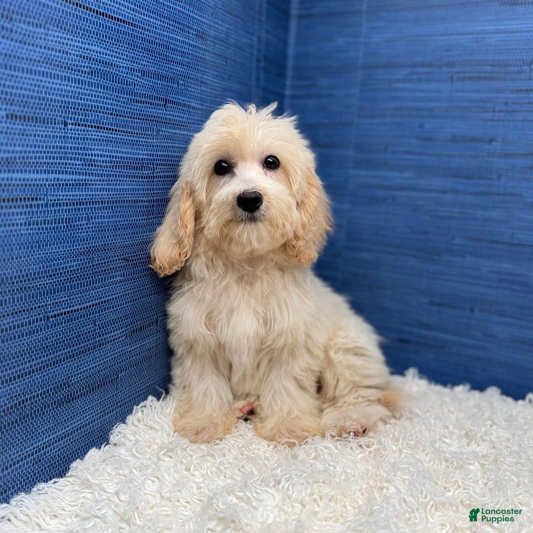 Maltipoo dogs for sale: Rebecca - Image 10