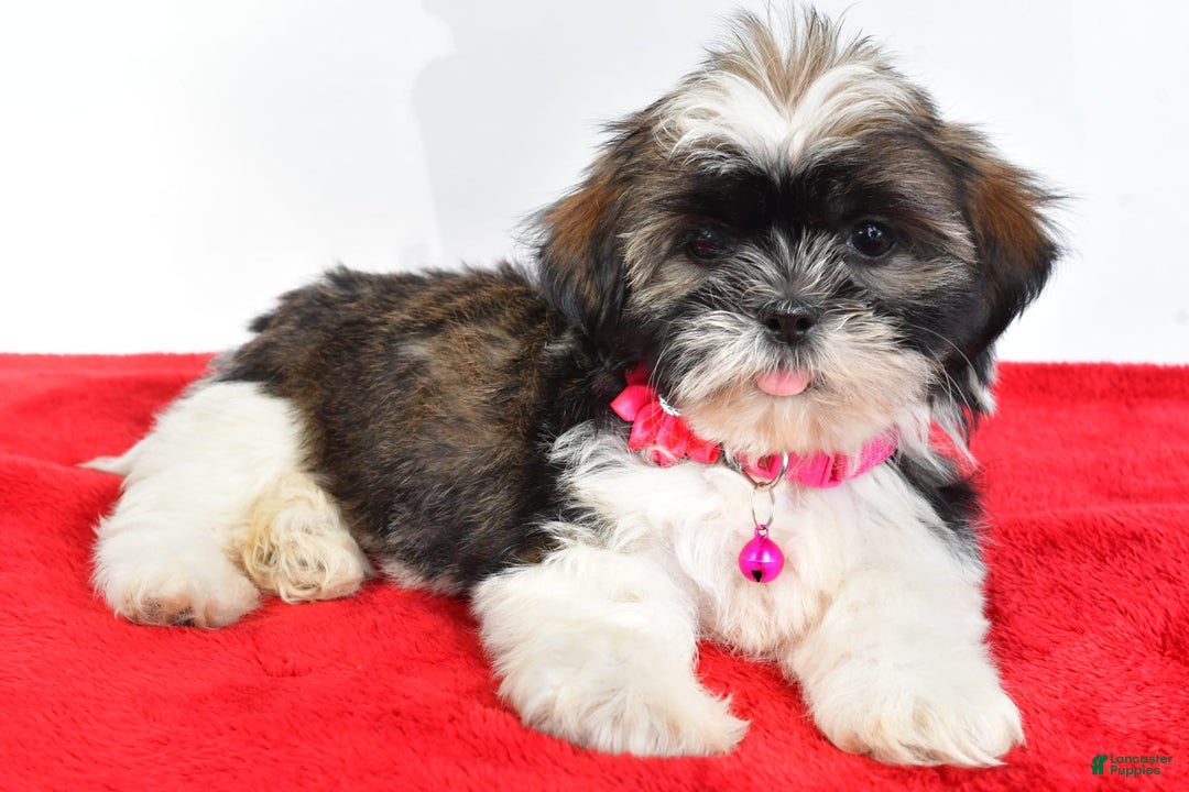 Shih Tzu dogs for sale: Lindy - Image 3