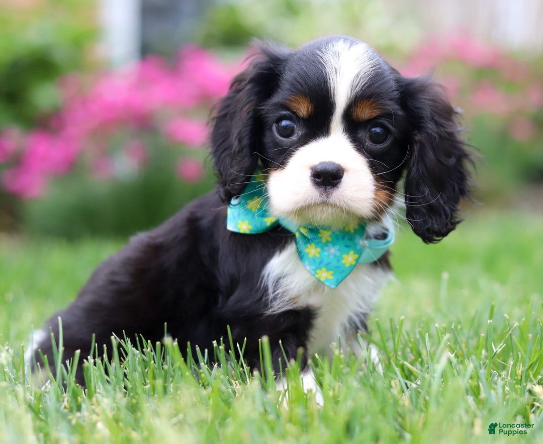 Cavalier King Charles Spaniel dogs for sale: Victor - Image 11