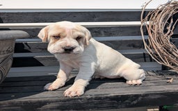 Mini Hippo dogs for sale: Casey - Image 11