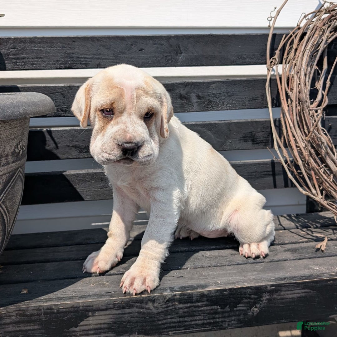 Mini Hippo dogs for sale: Casey - Image 11