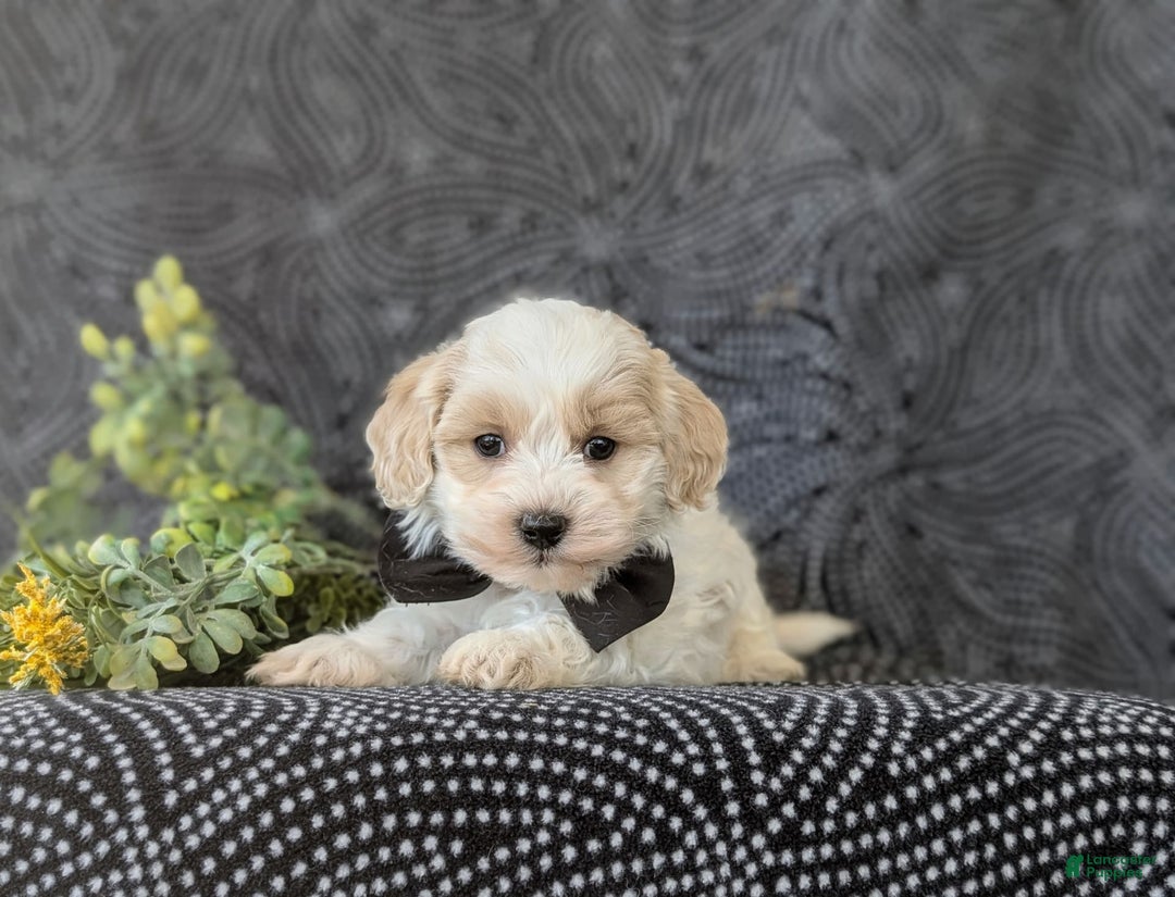 Maltipoo dogs for sale: Wendell - Image 5