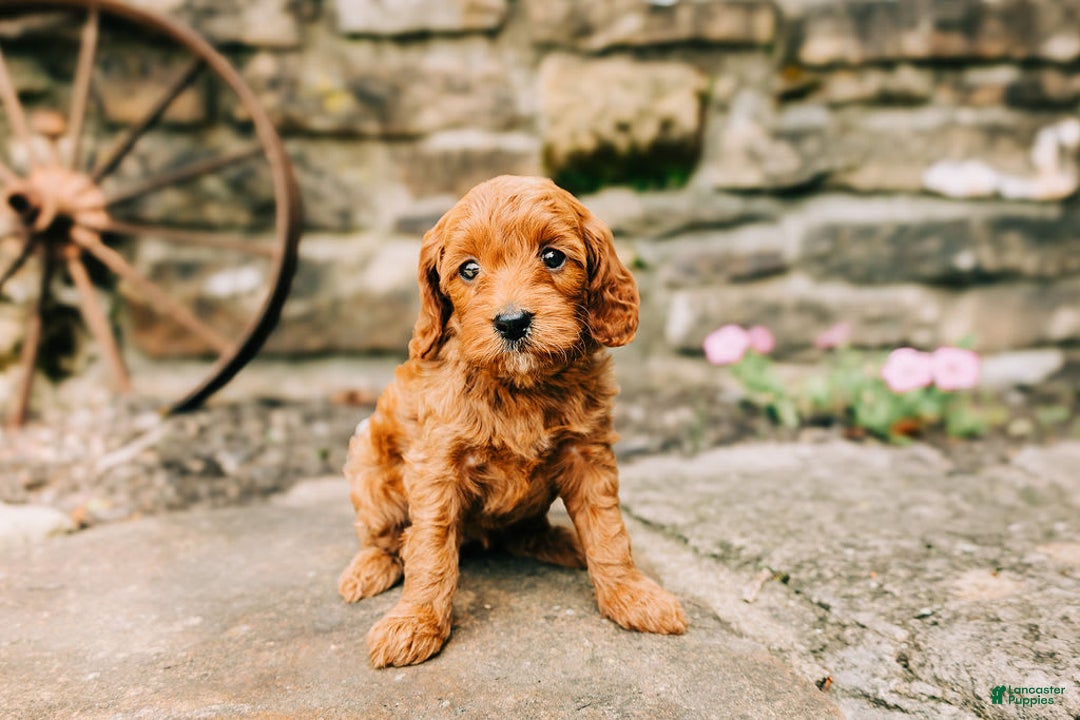 Cavapoo dogs for sale: Bruno - Image 3