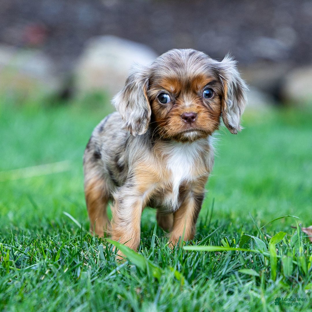 Cavalier King Charles Spaniel dogs for sale: Theo - Image 4