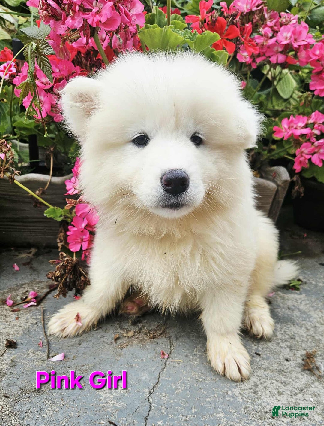 Samoyed dogs for sale: Jane - Image 2