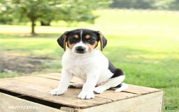 Beagle dogs for sale: Leo - Image 1