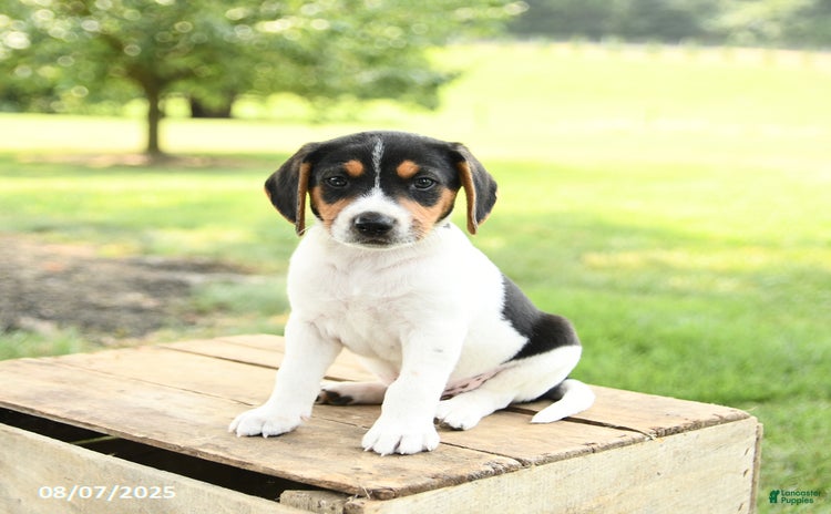 Beagle dogs for sale - Ad 2