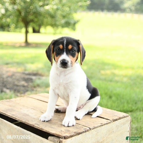Beagle dogs for sale - Ad 2