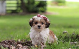 Shihpoo dogs for sale: Sabrina - Image 5