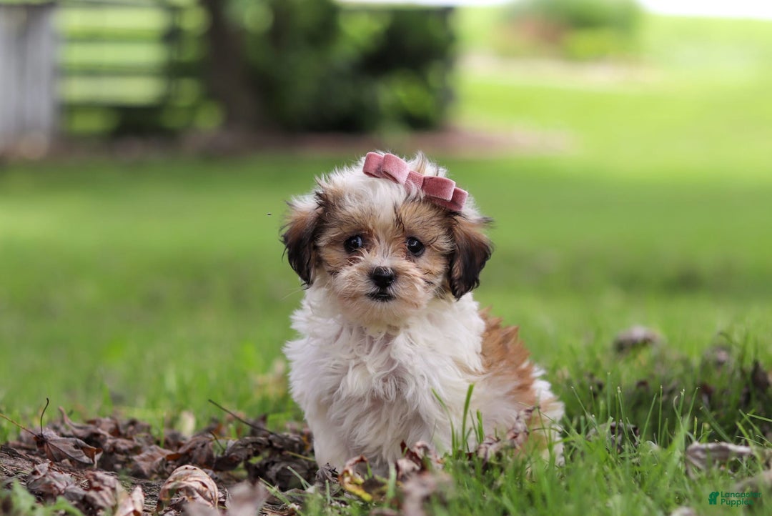 Shihpoo dogs for sale: Sabrina - Image 5