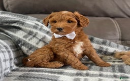 Mini Goldendoodle dogs for sale: Missy - Image 9