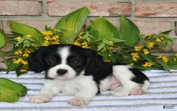 Cavalier King Charles Spaniel dogs for sale: Dasher - Image 11