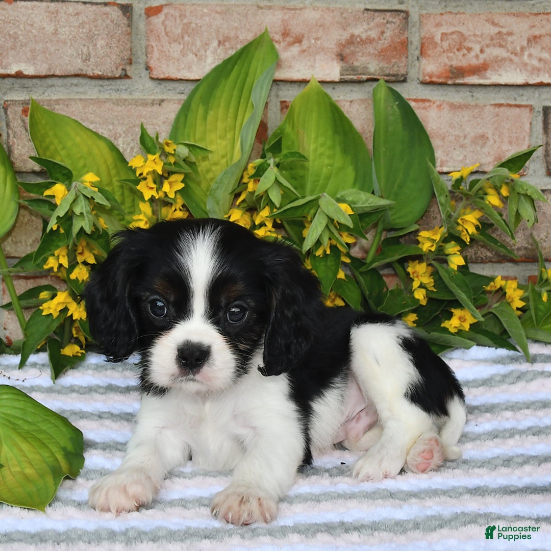Cavalier King Charles Spaniel dogs for sale: Dasher - Image 11