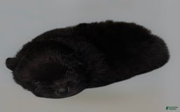 Pomeranian dogs for sale: Jet - Image 3