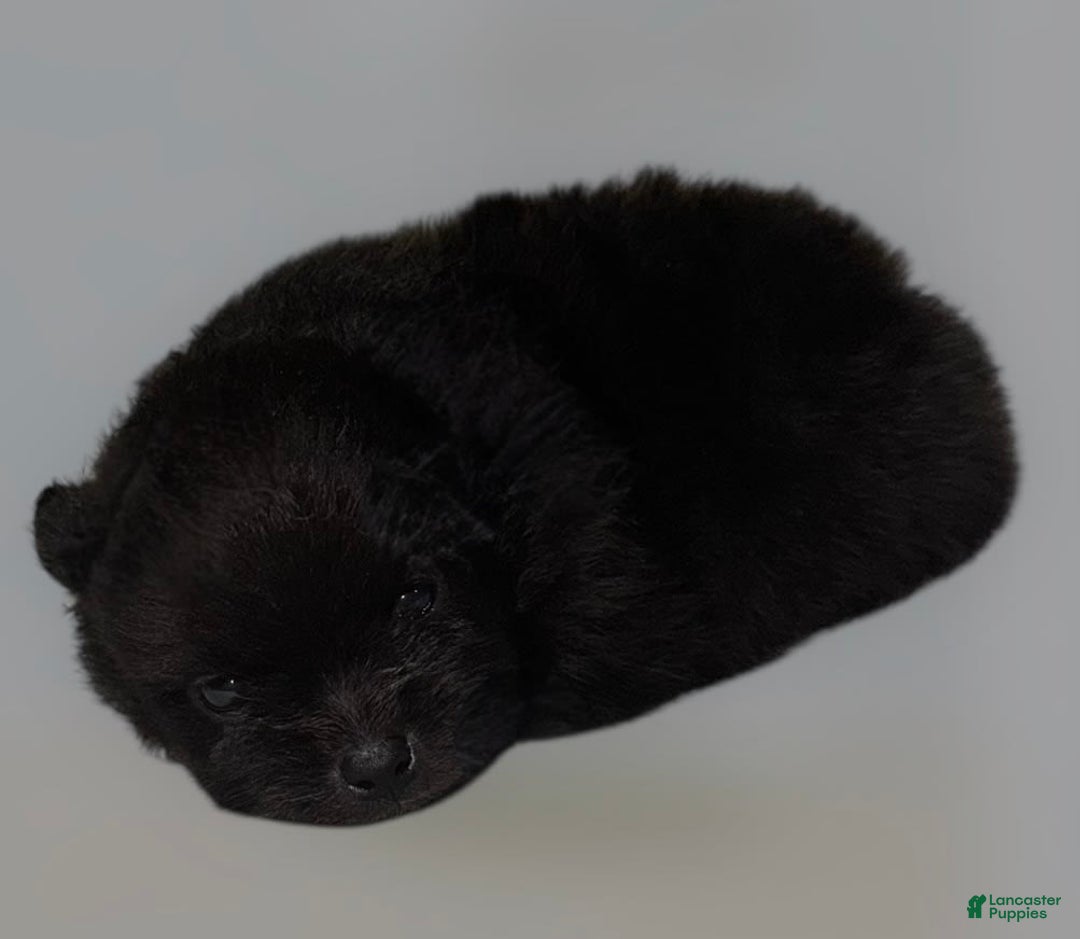 Pomeranian dogs for sale: Jet - Image 3
