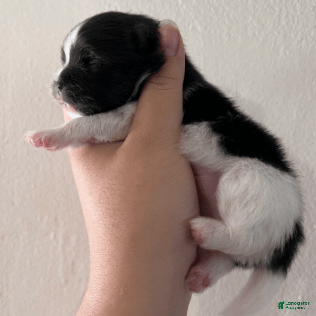 Pomeranian dogs for sale: Serenade - Image 4