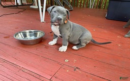 American Bully dogs for sale: Boss Baby - Image 10
