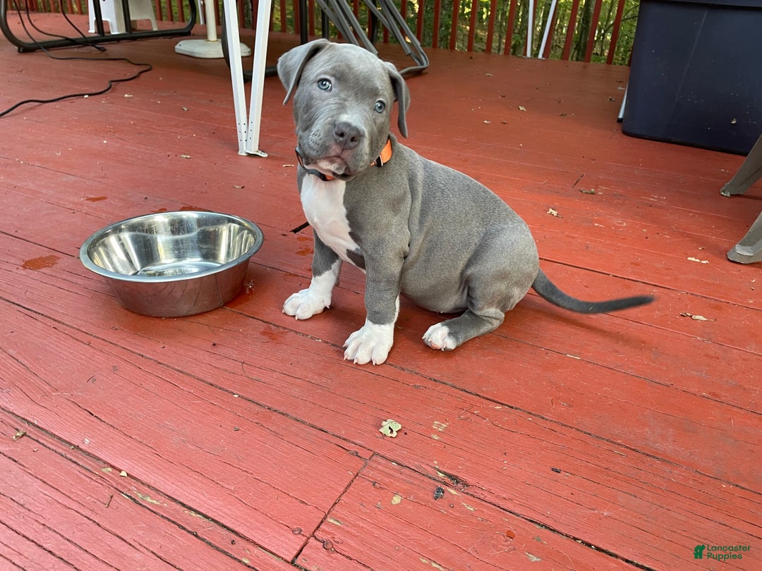 American Bully dogs for sale: Boss Baby - Image 10