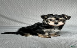 Yochon dogs for sale: Jake - Image 3