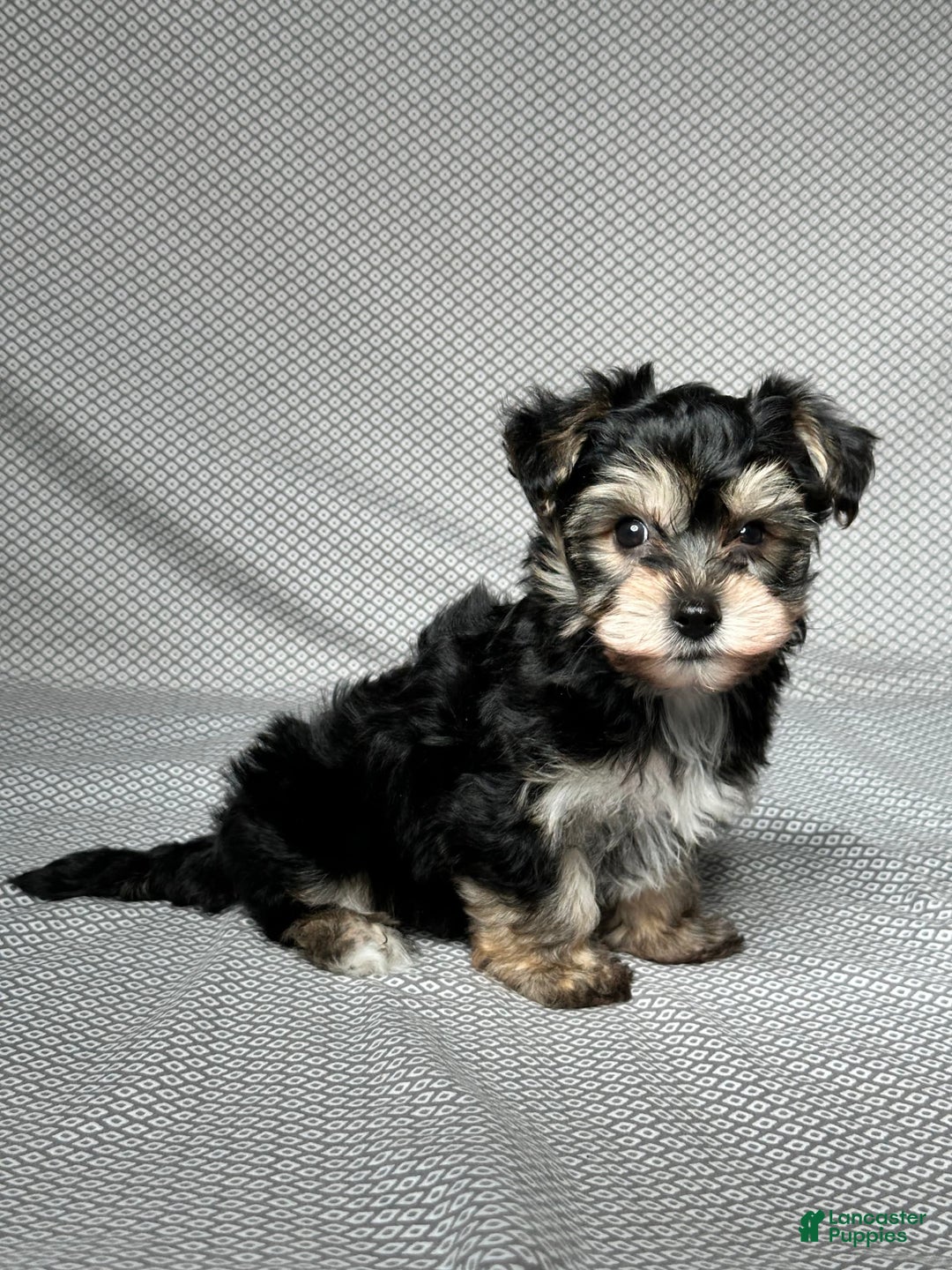 Yochon dogs for sale: Jake - Image 3