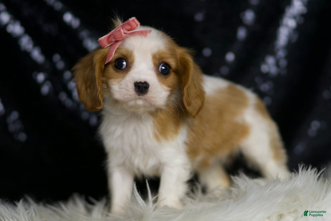 Cavalier King Charles Spaniel dogs for sale: Moana - Image 4