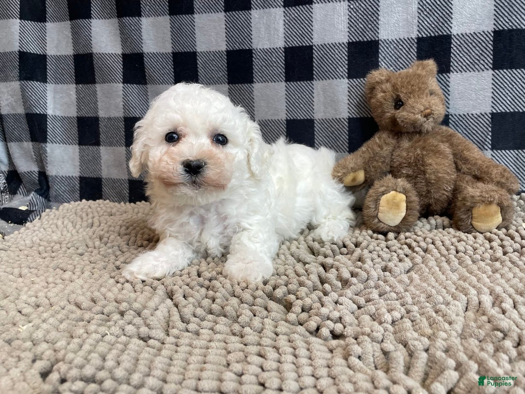 Bichon Frise dogs for sale: Blossom - Image 3