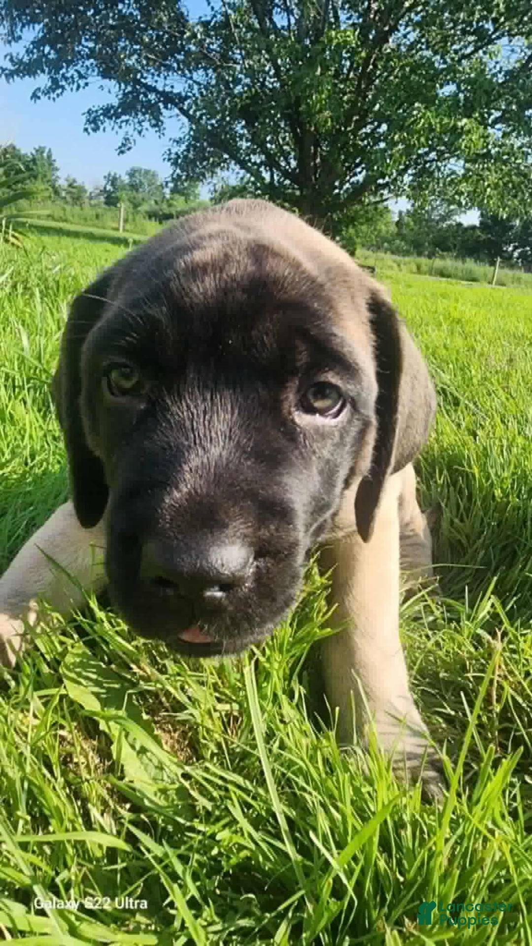 English Mastiff dogs for sale: Pinky - Image 1
