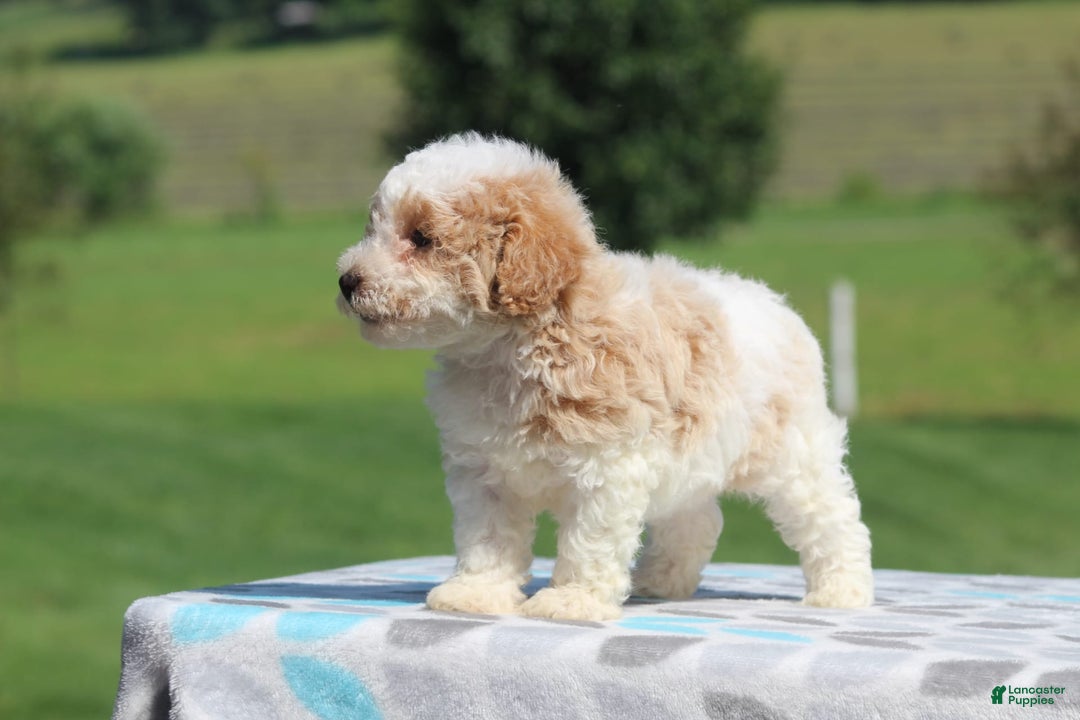 Maltipoo dogs for sale: Charlier - Image 4