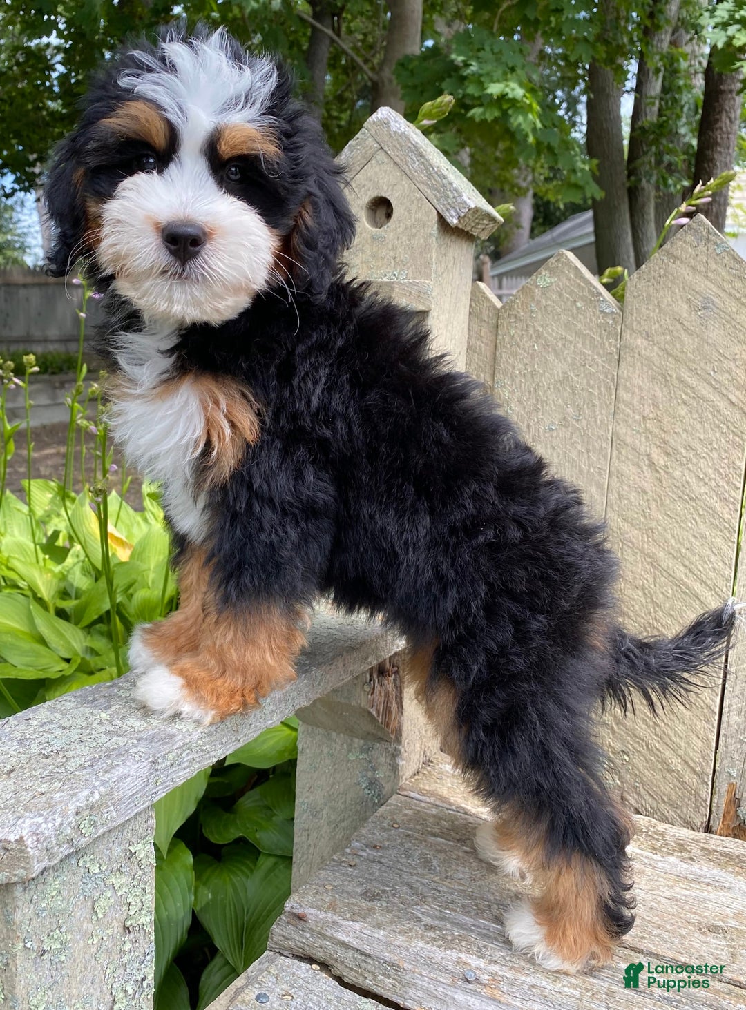Mini Bernedoodle dogs for sale: 🧡 Boston Ma 🧡 Mini Bernedoodle - Image 21