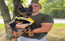 Doberman Pinscher dogs for sale: Banana - Image 13