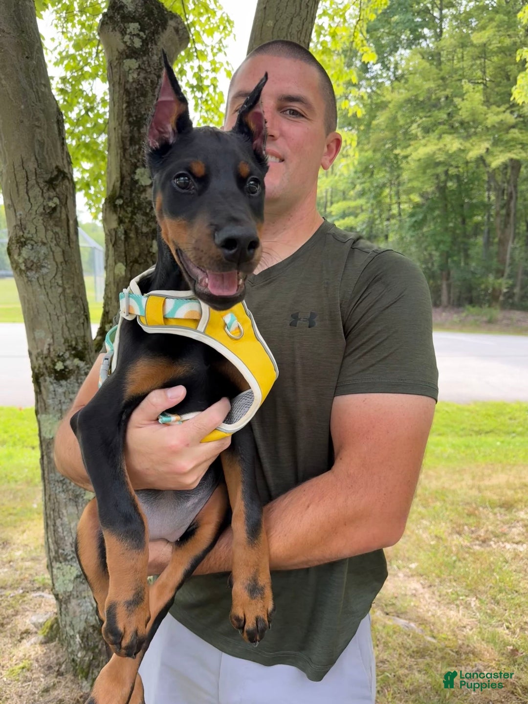 Doberman Pinscher dogs for sale: Banana - Image 13