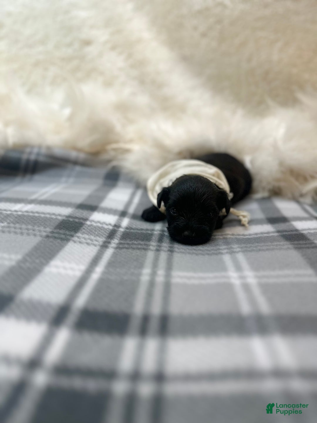 Morkie dogs for sale: Xander - Image 10