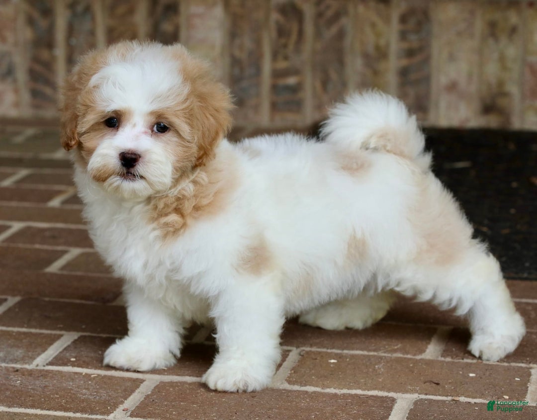 Shihpoo dogs for sale: Daisy Dew - Image 3