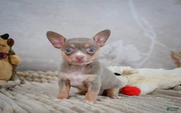 Chihuahua dogs for sale: Tillie - Image 7