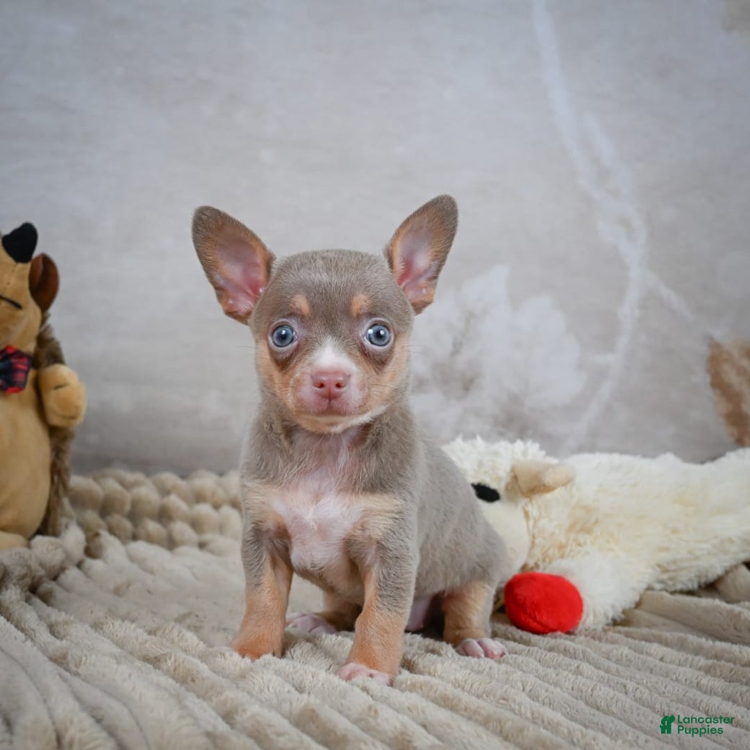 Chihuahua dogs for sale: Tillie - Image 7