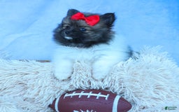 Pomeranian dogs for sale: Betzy - Image 9