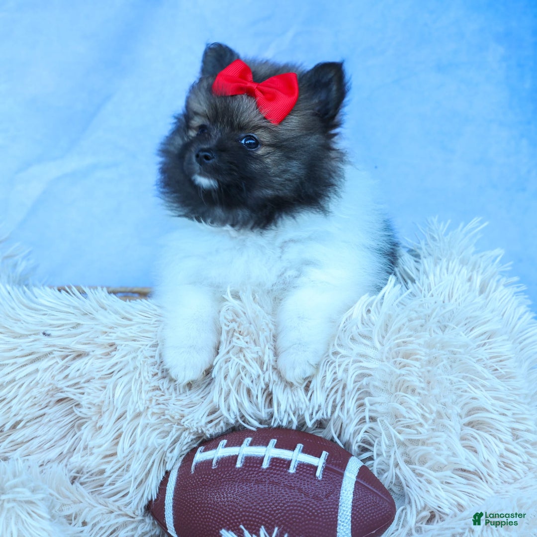 Pomeranian dogs for sale: Betzy - Image 9